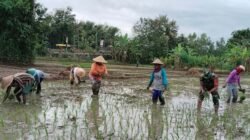 Loreng di Sawah, TNI Dampingi Petani Wujudkan Ketahanan Pangan