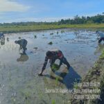 Babinsa Dampingi Petani, Wujud Nyata Dukungan Ketahanan Pangan di Wilayah Binaan