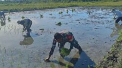 Babinsa Dampingi Petani, Wujud Nyata Dukungan Ketahanan Pangan di Wilayah Binaan