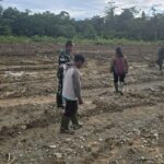 Optimalkan Program Hanpangan, Dandim 1710/Mimika Gandeng PPL dan Kelompok Petani Dalam Pemanfaatan Lahan Tidur Menjadi Lahan Produktif Optimalkan Program Hanpangan, Dandim 1710/Mimika Gandeng PPL dan Kelompok Petani Dalam Pemanfaatan Lahan Tidur Menjadi Lahan Produktif