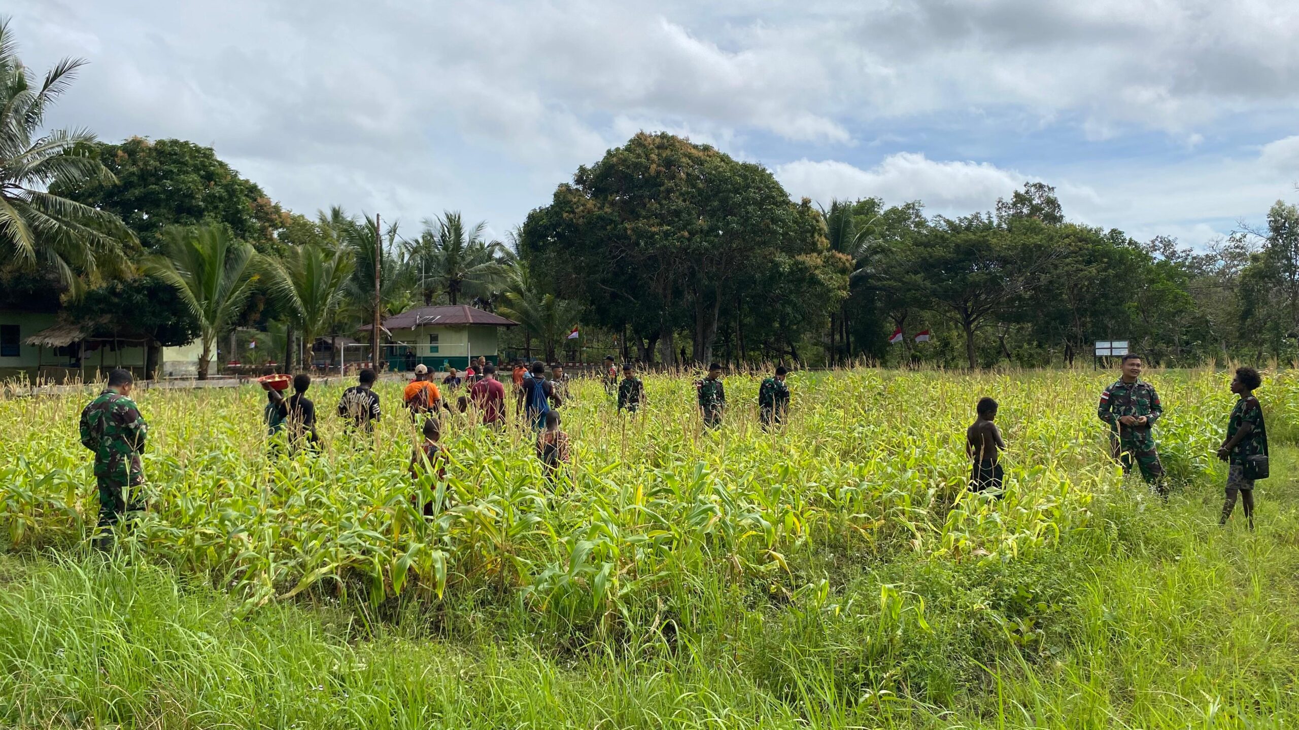 Panen Raya Jagung: TNI dan Warga Rawabiru Wujudkan Swasembada Pangan Panen Raya Jagung: TNI dan Warga Rawabiru Wujudkan Swasembada Pangan