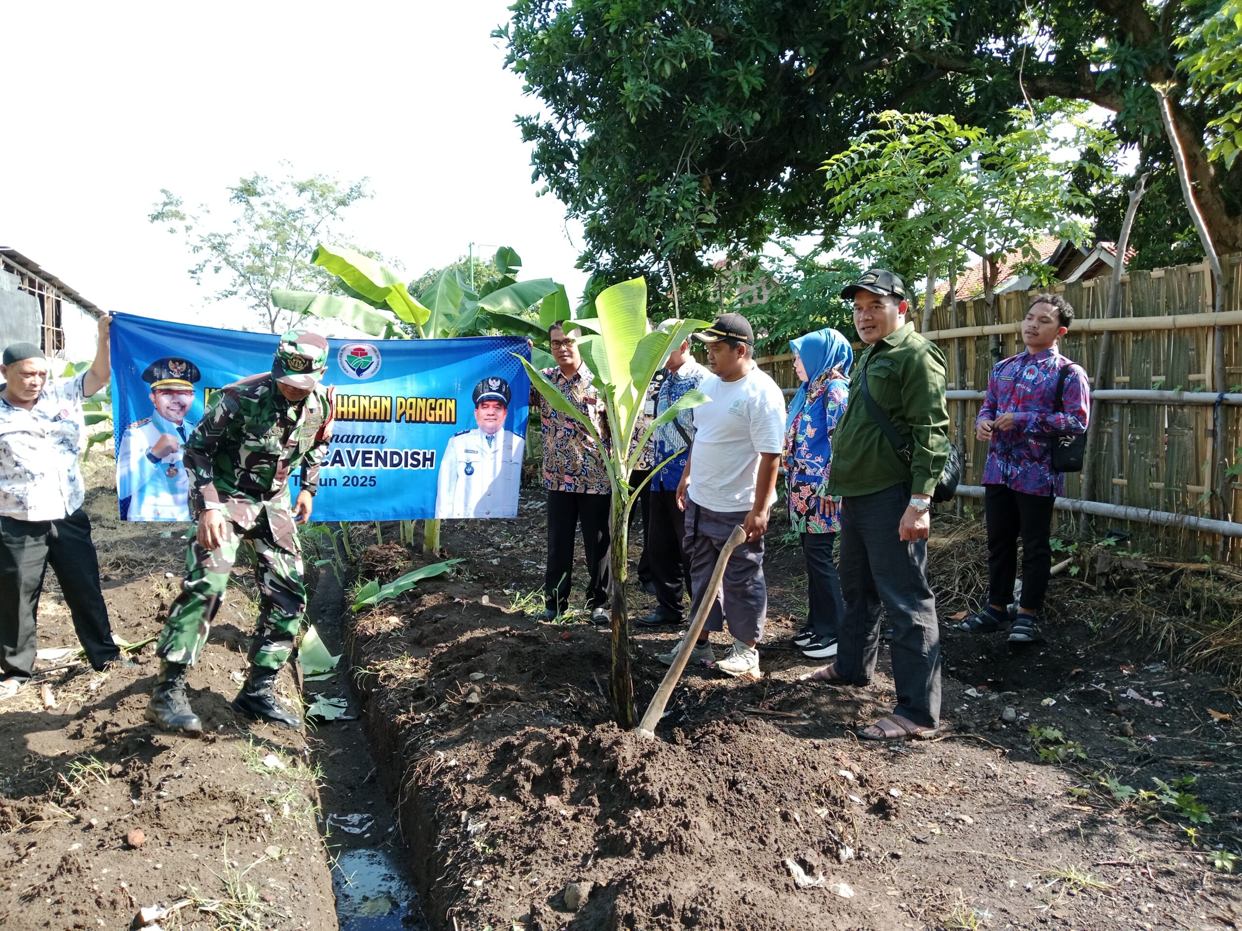 Mendukung Program Ketahanan Pangan, Kodim 0820/Probolinggo Melalui Koramil Jajaran Melakukan Penanaman Pisang