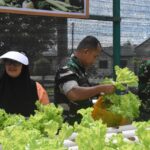 Dandim 1710/Mimika Bersama Ketua Persit KCK Cab. XXXV Melaksanakan Panen Slada Di Kebun Hidroponik Mimosa Persit KCK Cab. XXXV Kodim 1710/Mimika Dandim 1710/Mimika Bersama Ketua Persit KCK Cab. XXXV Melaksanakan Panen Slada Di Kebun Hidroponik Mimosa Persit KCK Cab. XXXV Kodim 1710/Mimika