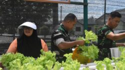 Dandim 1710/Mimika Bersama Ketua Persit KCK Cab. XXXV Melaksanakan Panen Slada Di Kebun Hidroponik Mimosa Persit KCK Cab. XXXV Kodim 1710/Mimika