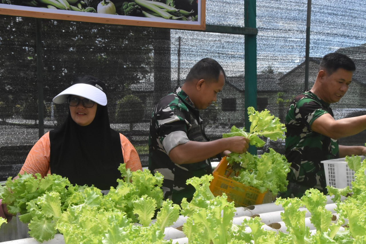 Dandim 1710/Mimika Bersama Ketua Persit KCK Cab. XXXV Melaksanakan Panen Slada Di Kebun Hidroponik Mimosa Persit KCK Cab. XXXV Kodim 1710/Mimika