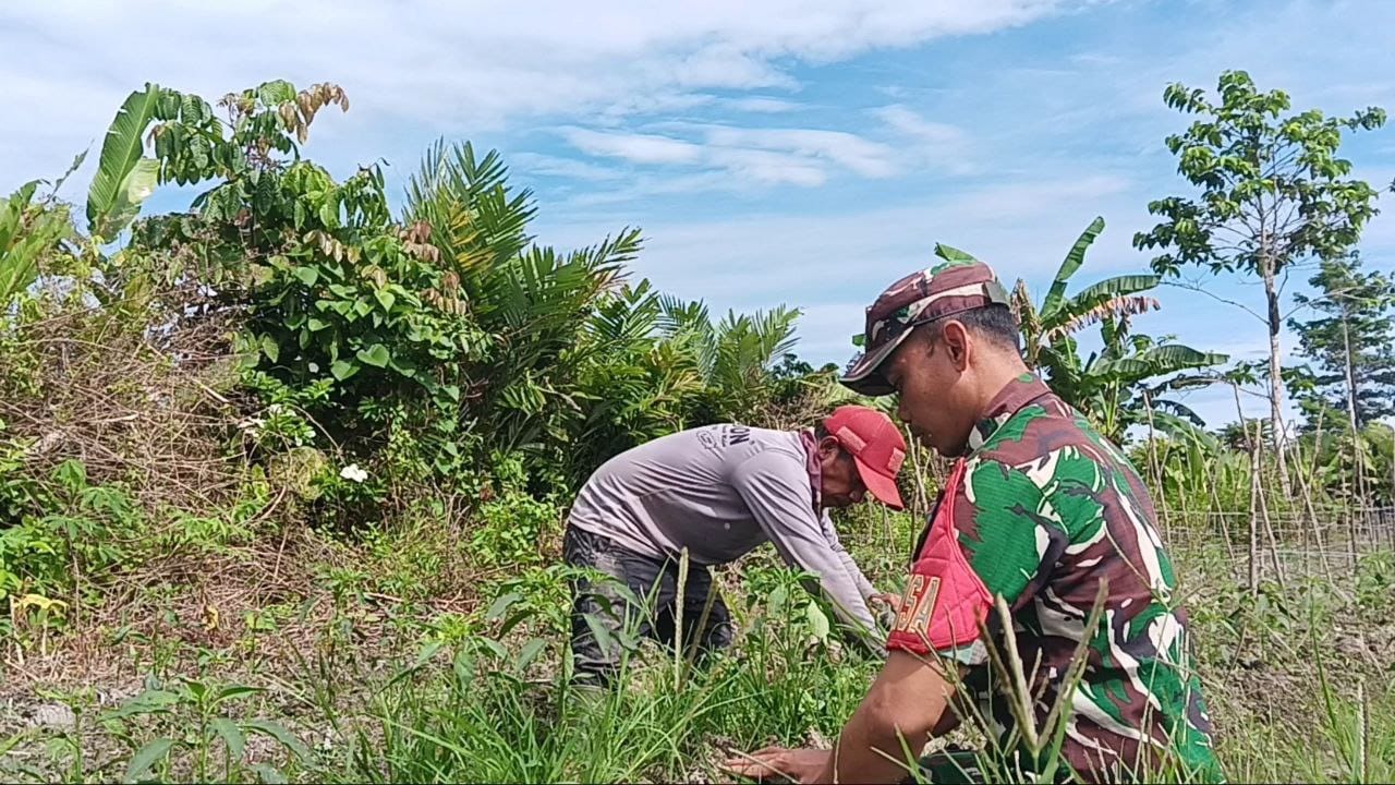 Babinsa Mapurujaya Wujudkan Kepedulian Lewat Komsos dan Pendampingan Petani Cabai Keriting Babinsa Mapurujaya Wujudkan Kepedulian Lewat Komsos dan Pendampingan Petani Cabai Keriting