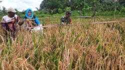 Babinsa Bersama PPL Pertanian Lakukan Pengubinan, Ukur Hasil Padi