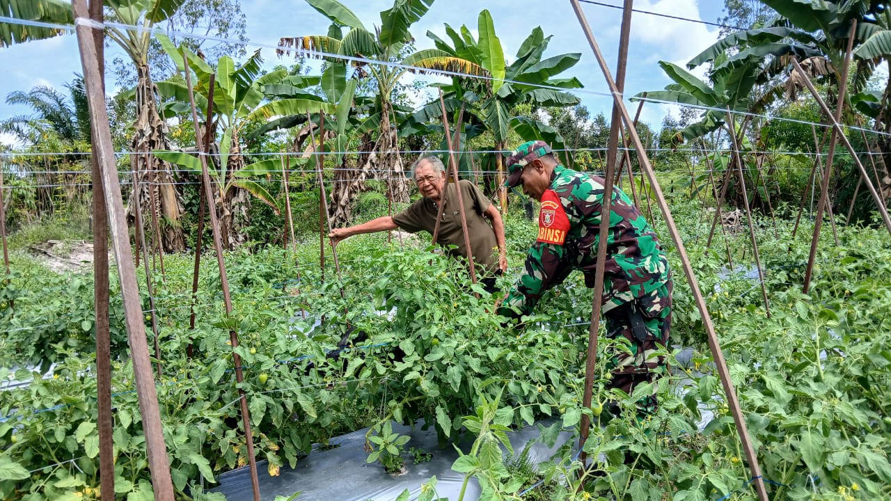 Pendampingan Babinsa Kepada Petani Tomat Sebagai Upaya Meningkatkan Ketahanan Pangan
