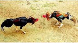 Ponorogo Makin Terperosok, Judi Sabung Ayam dan Dadu Merajalela di Depan Mata APH