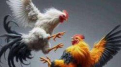 Arena Sabung Ayam Dawuhan Lor, Bukti Nyata Matinya Keadilan di Lumajang