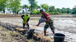 Babinsa Sumberrejo Bojonegoro Bantu Petani Kedungrejo Tanam Padi