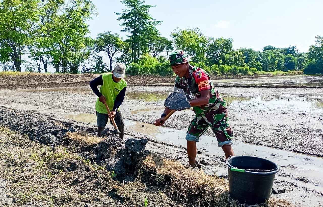 Babinsa Sumberrejo Bojonegoro Bantu Petani Kedungrejo Tanam Padi