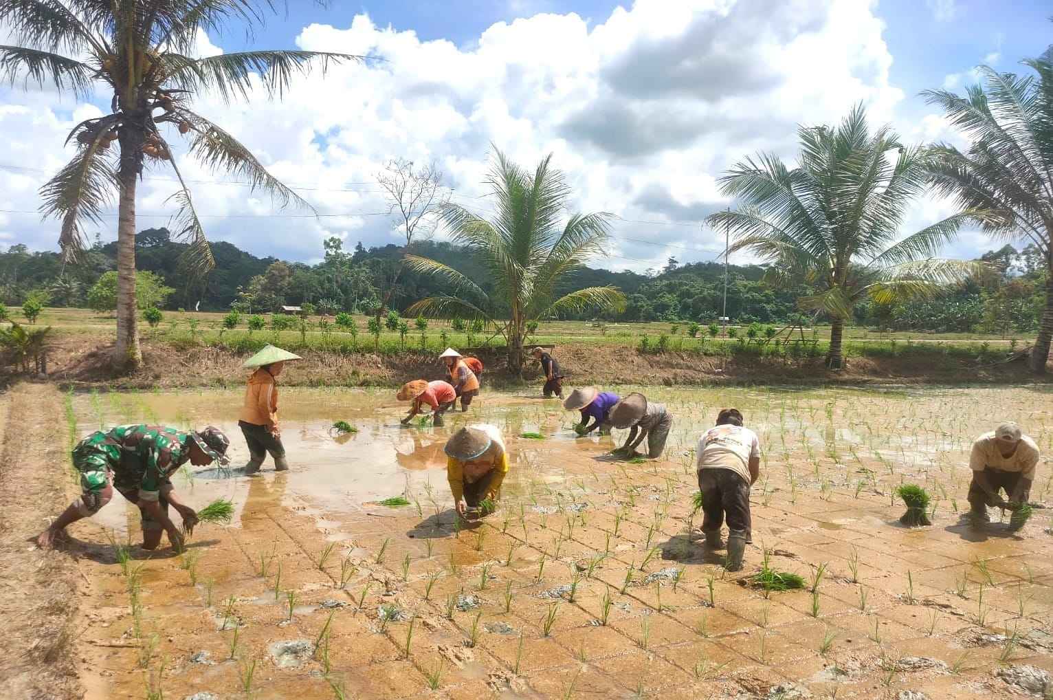 Wujudkan Ketahanan Pangan di Wilayah, Babinsa Bersama PPL Turun ke Sawah Wujudkan Ketahanan Pangan di Wilayah, Babinsa Bersama PPL Turun ke Sawah