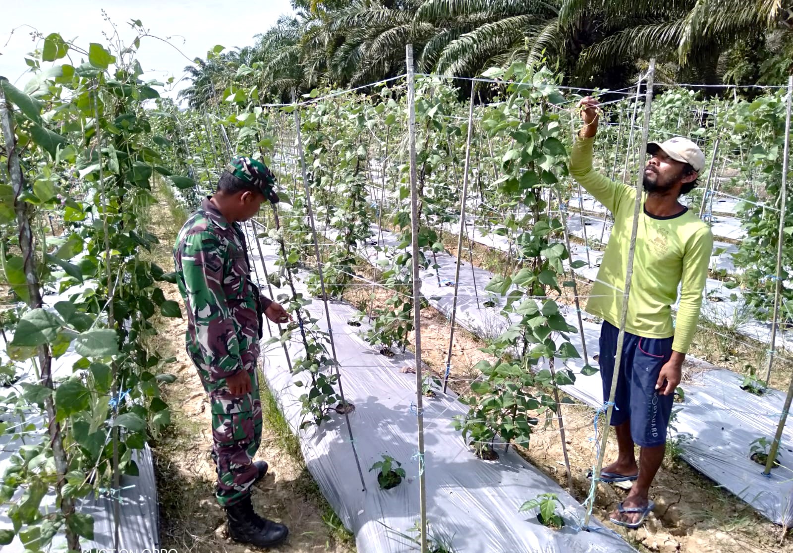 Babinsa Dampingi Petani Hortikultura untuk Perkuat Ketahanan Pangan Babinsa Dampingi Petani Hortikultura untuk Perkuat Ketahanan Pangan