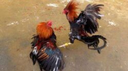 Pembiaran Sistematis: Judi Ilegal Dianggap Hal Biasa di Trenggalek