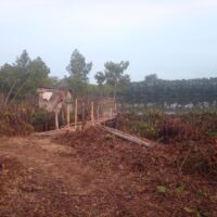 Di Duga lurah Kedungasen Memberikan Peluang Untuk Menebang Pohon Mangrove Kepada Pengelola Tambak Miliknya