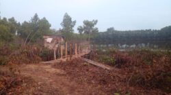 Di Duga lurah Kedungasen Memberikan Peluang Untuk Menebang Pohon Mangrove Kepada Pengelola Tambak Miliknya