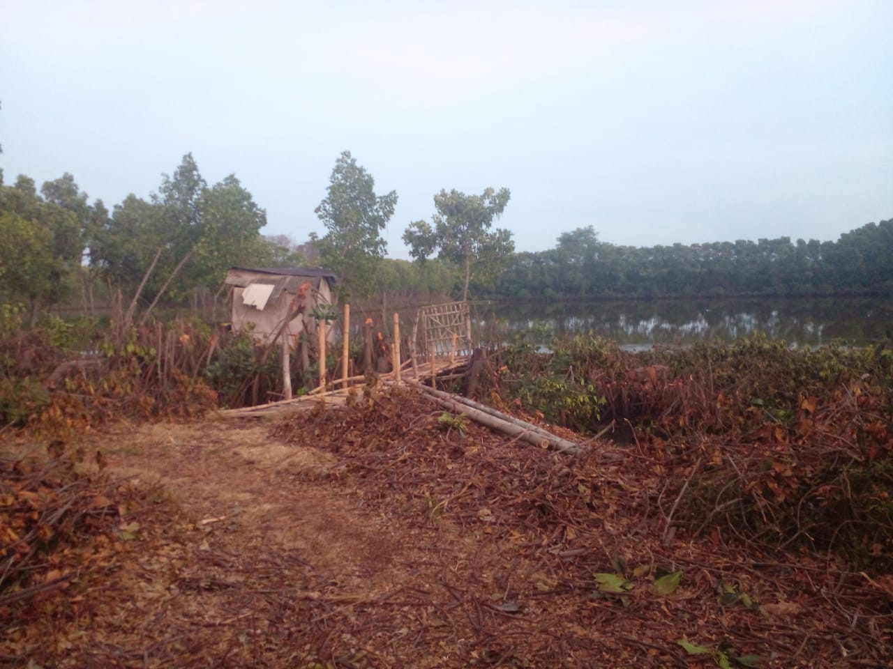 Di Duga lurah Kedungasen Memberikan Peluang Untuk Menebang Pohon Mangrove Kepada Pengelola Tambak Miliknya