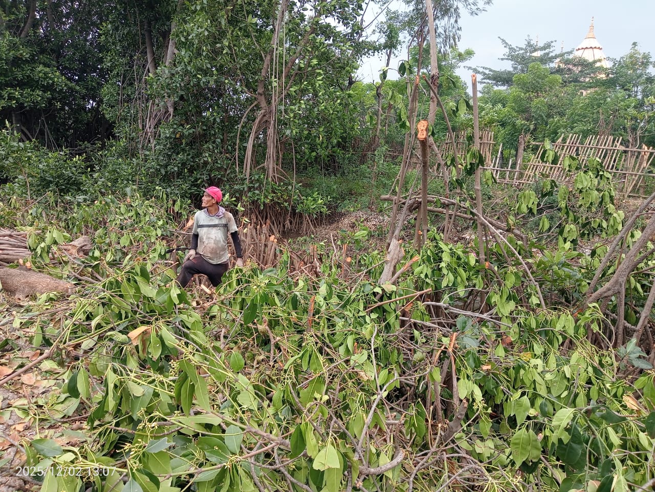 Di Duga lurah Kedungasen Memberikan Peluang Untuk Menebang Pohon Mangrove Kepada Pengelola Tambak Miliknya