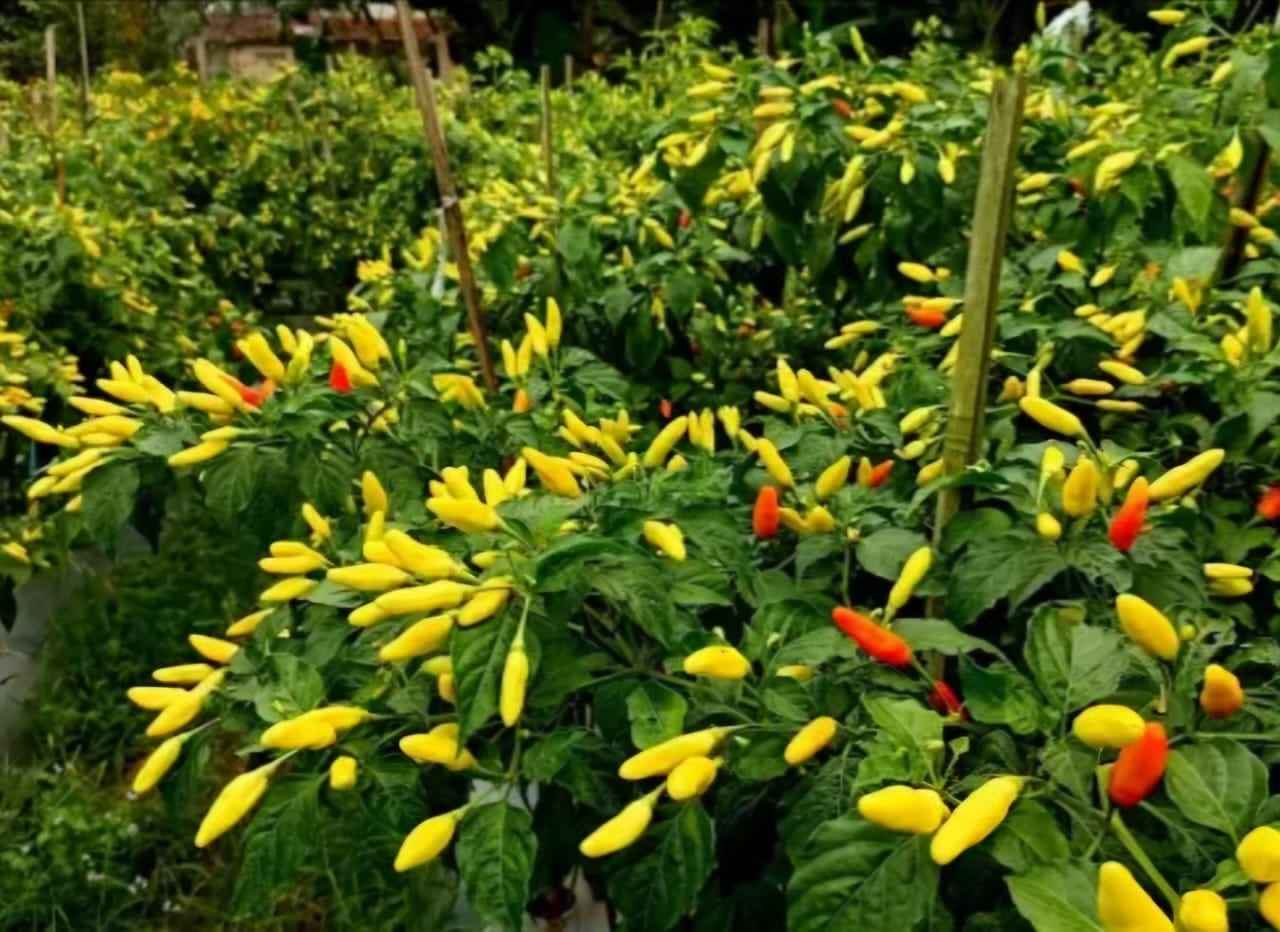 Harga Cabai Menguat, Ekonomi Desa Ngepon, Jatirogo Ikut Bangkit Harga Cabai Menguat, Ekonomi Desa Ngepon, Jatirogo Ikut Bangkit