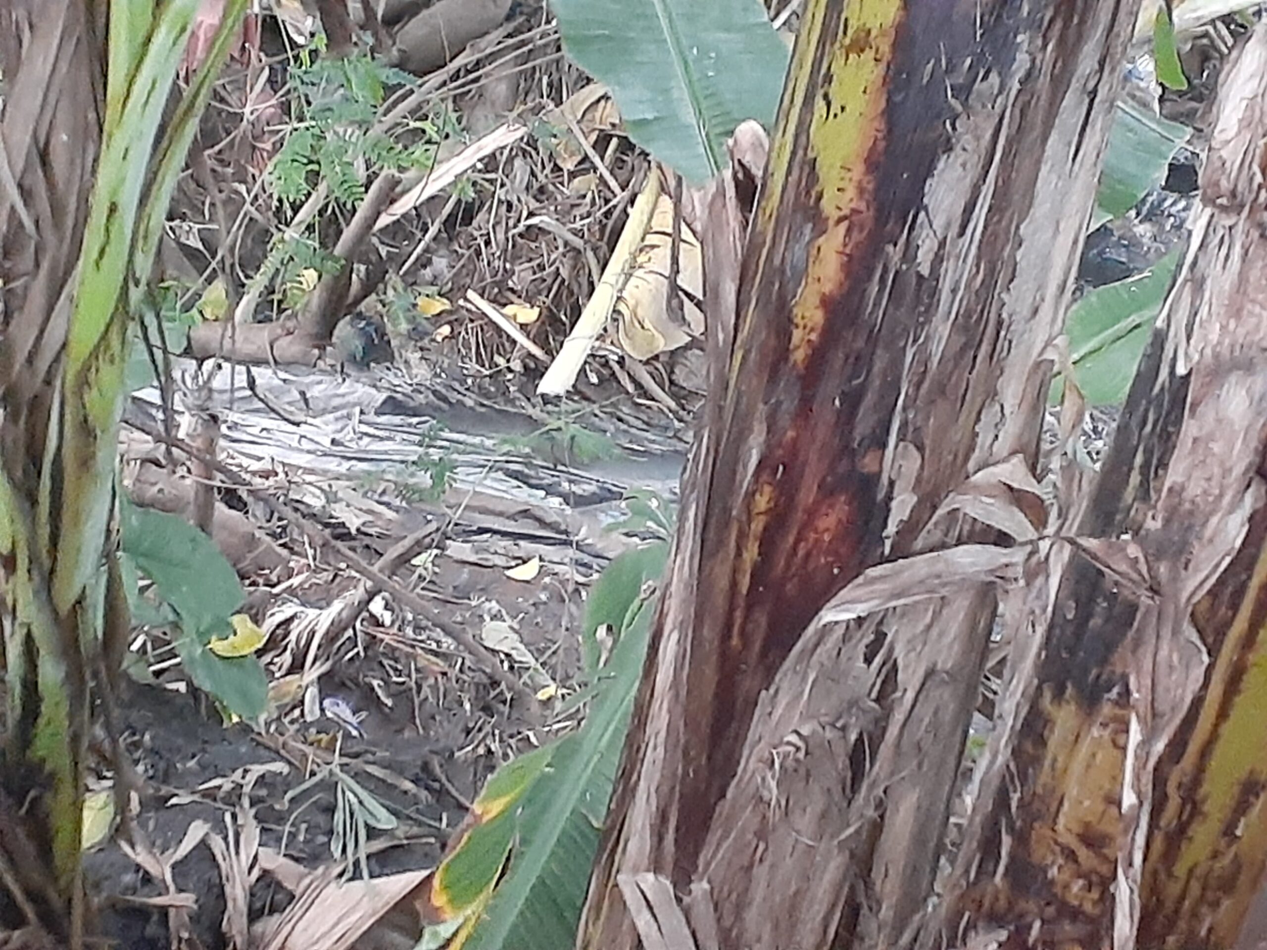 Diduga Cemari Sungai, Limbah Pabrik Tahu di Wonoasih Disorot Warga