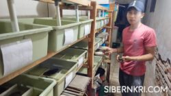 Pemuda Probolinggo Sukses Budidaya Kepiting Soka, Raup Cuan Puluhan Juta Rupiah Lewat Sistem Crab House