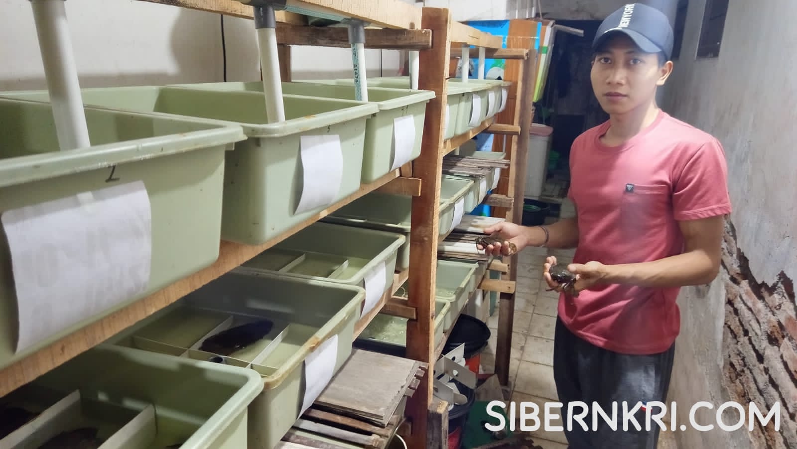 Pemuda Probolinggo Sukses Budidaya Kepiting Soka, Raup Cuan Puluhan Juta Rupiah Lewat Sistem Crab House