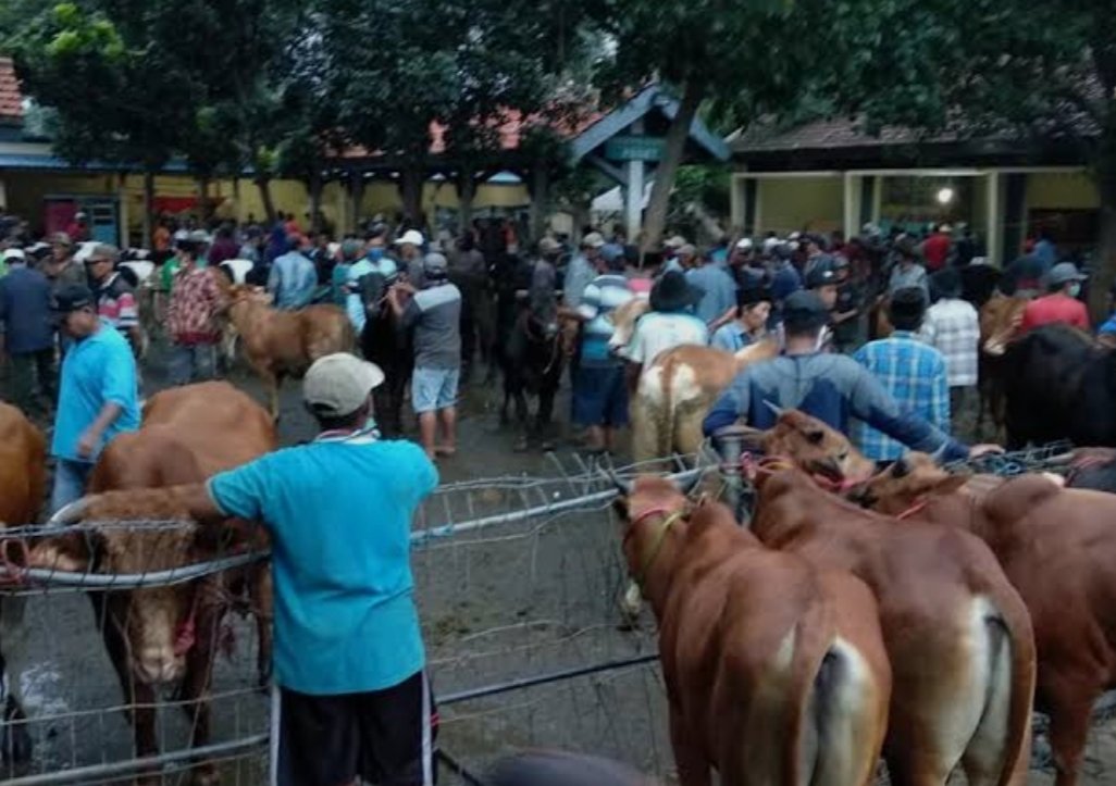 Marak Kasus Penipuan Dan Penggelapan Jual Beli Sapi di Pasar Hewan Wonoasih, Pelaku Belum Tertangkap