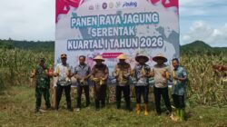 Dukung Ketahanan Pangan, Babinsa Koramil 1505-02/Wasile Hadiri Panen Raya Jagung