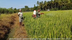 Babinsa Koramil 1505-02/Wasile Bantu Warga Lakukan Penyemprotan Padi di Sawah