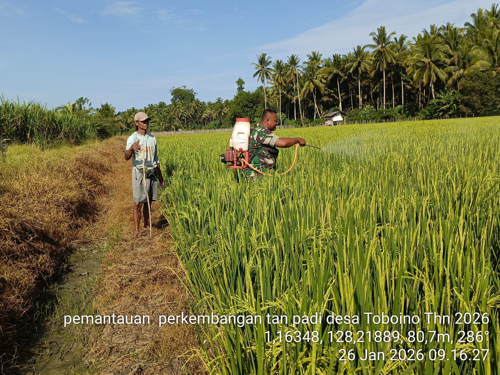 Babinsa Koramil 1505-02/Wasile Bantu Warga Lakukan Penyemprotan Padi di Sawah Babinsa Koramil 1505-02/Wasile Bantu Warga Lakukan Penyemprotan Padi di Sawah