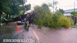 Hujan Deras dan Angin Kencang Akibatkan Pohon Tumbang, Arus Lalu Lintas Pantura Sempat Lumpuh