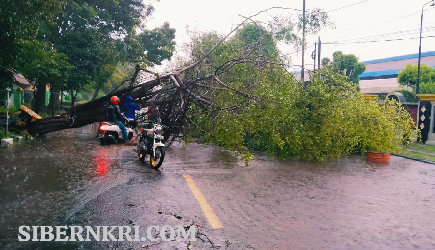 Hujan Deras dan Angin Kencang Akibatkan Pohon Tumbang, Arus Lalu Lintas Pantura Sempat Lumpuh
