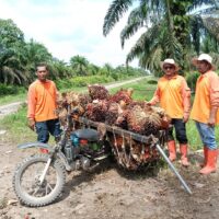 PT. Agrinas Sukaramai Labura Berdayakan Pekerjakan Masyarakat Sekitar, Hadapi Tantangan Pencurian