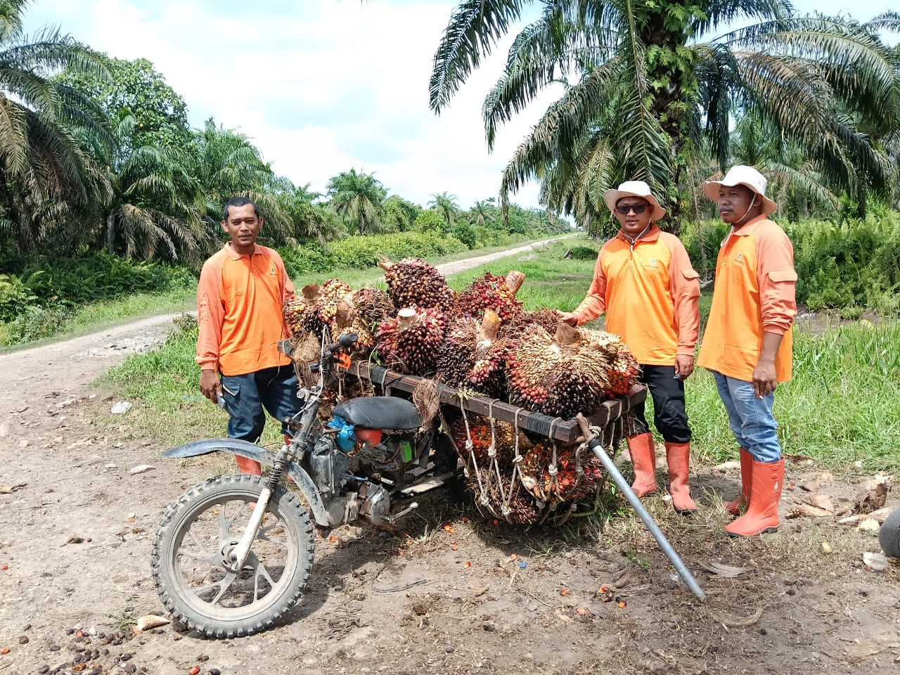 PT. Agrinas Sukaramai Labura Berdayakan Pekerjakan Masyarakat Sekitar, Hadapi Tantangan Pencurian PT. Agrinas Sukaramai Labura Berdayakan Pekerjakan Masyarakat Sekitar, Hadapi Tantangan Pencurian