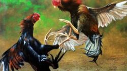 Sabung Ayam Diduga Jadi Ladang Uang, Aparat Diduga Tutup Mata