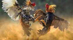 Darurat Hukum di Tulungagung: Sabung Ayam Bebas Beroperasi, Integritas Polri Dipertanyakan