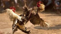 Sabung Ayam dan Dadu Jalan Terus, KUHP Seakan Tak Berlaku di Nganjuk