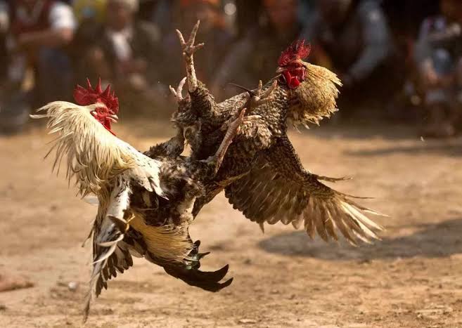 Sabung Ayam dan Dadu Jalan Terus, KUHP Seakan Tak Berlaku di Nganjuk
