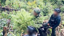 Satgas Swasembada Berhasil Ungkap Ladang Ganja di Pegunungan Bintang, Puluhan Tanaman Siap Panen Diamankan