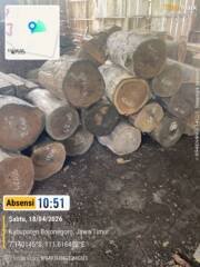 Operasi Tanpa Taring: Dugaan Pembalakan Liar Hanya Berujung Surat Pernyataan