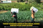 Perkuat Ketahanan Pangan di Desa Binaan, Babinsa Dampingi Petani Panen Sayuran