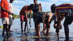 Bersatu Dengan Alam, Satgas TMMD Kodim 1710/Mimika Tanam Ribuan Bibit Mangrove