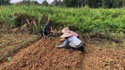 Wujudkan Ketahanan Pangan, Babinsa Bersama Petani Kompak di Lapangan Lakukan Penanaman Sawi Wujudkan Ketahanan Pangan, Babinsa Bersama Petani Kompak di Lapangan Lakukan Penanaman Sawi