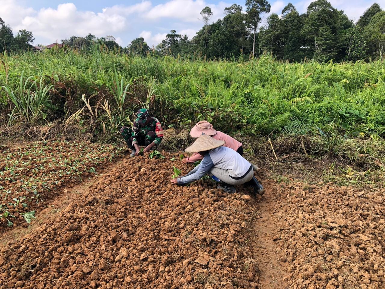 Wujudkan Ketahanan Pangan, Babinsa Bersama Petani Kompak di Lapangan Lakukan Penanaman Sawi
