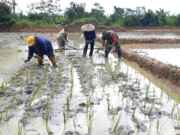 Tingkatkan Ketahanan Pangan Wilayah, Babinsa Turun ke Sawah Bantu Petani Tanam Padi