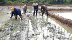 Tingkatkan Ketahanan Pangan Wilayah, Babinsa Turun ke Sawah Bantu Petani Tanam Padi
