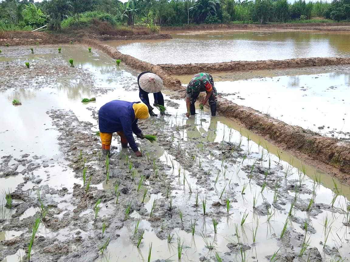 Tingkatkan Ketahanan Pangan Wilayah, Babinsa Turun ke Sawah Bantu Petani Tanam Padi