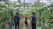 Wujud Kebersamaan, Babinsa Aktif Dampingi Petani Gambas Dalam Mendukung Ketahanan Pangan Di Wilayah