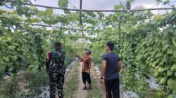 Wujud Kebersamaan, Babinsa Aktif Dampingi Petani Gambas Dalam Mendukung Ketahanan Pangan Di Wilayah